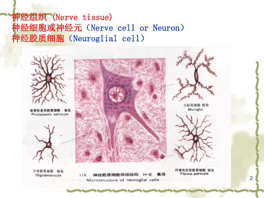 神经组织神经系统课件.ppt_第2页