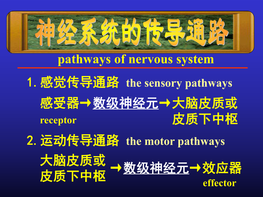 系统解剖学10传导路课件.ppt_第1页