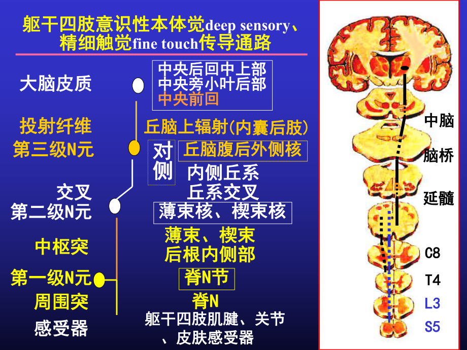 系统解剖学10传导路课件.ppt_第3页