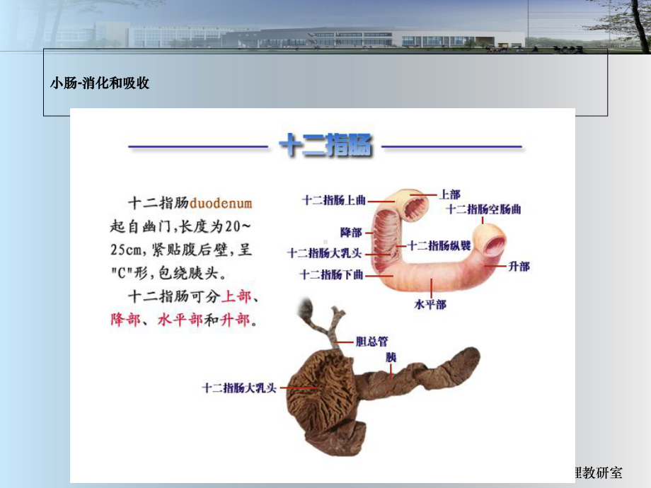 第节消化性溃疡病人护理课件.ppt_第3页