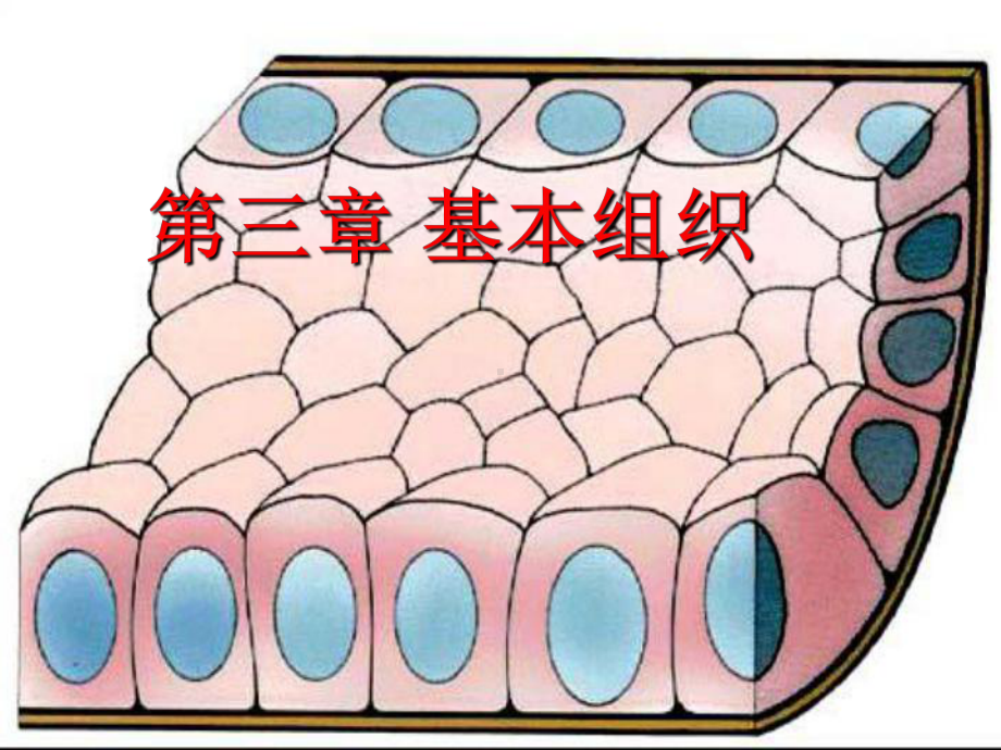 基本组织课件.ppt_第1页