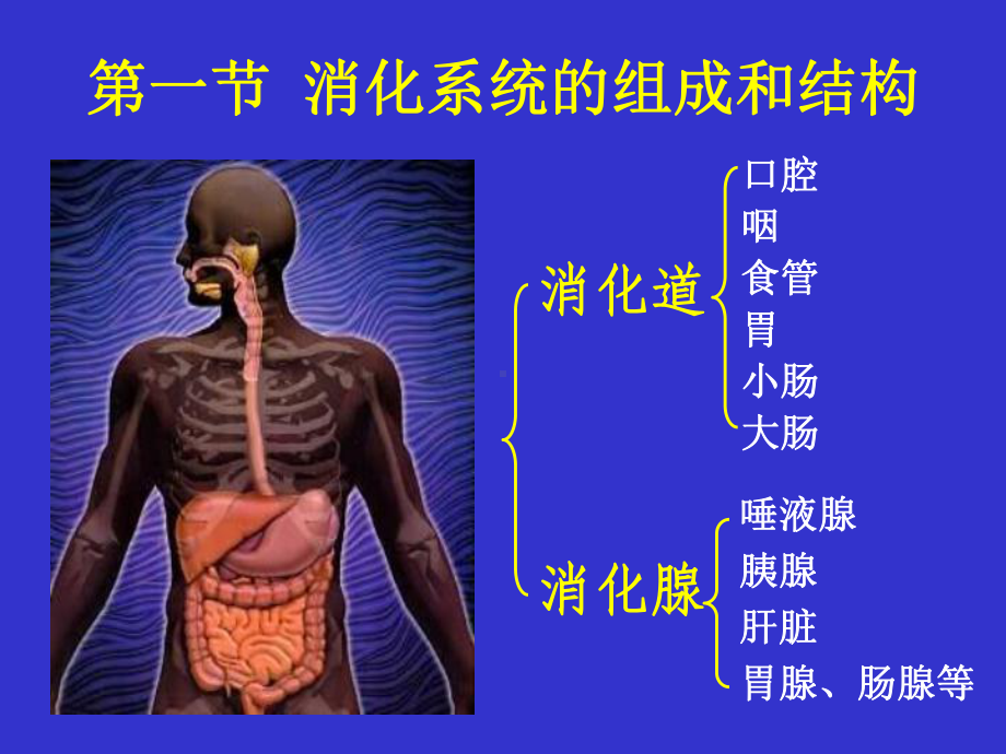 消化生理课件.ppt_第3页