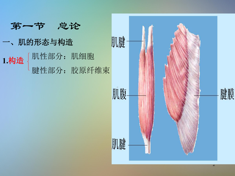 运动解剖学肌肉课件.pptx_第2页