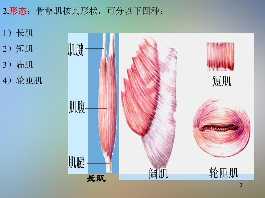 运动解剖学肌肉课件.pptx_第3页