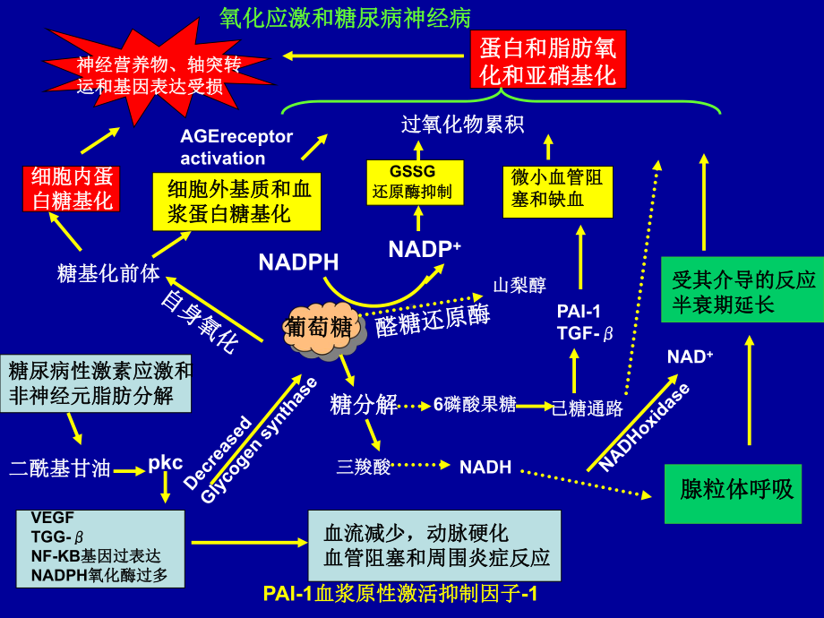 糖尿病神经病课件.ppt_第3页