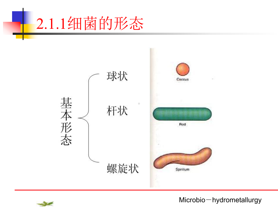 浸矿用细菌课件.ppt_第2页