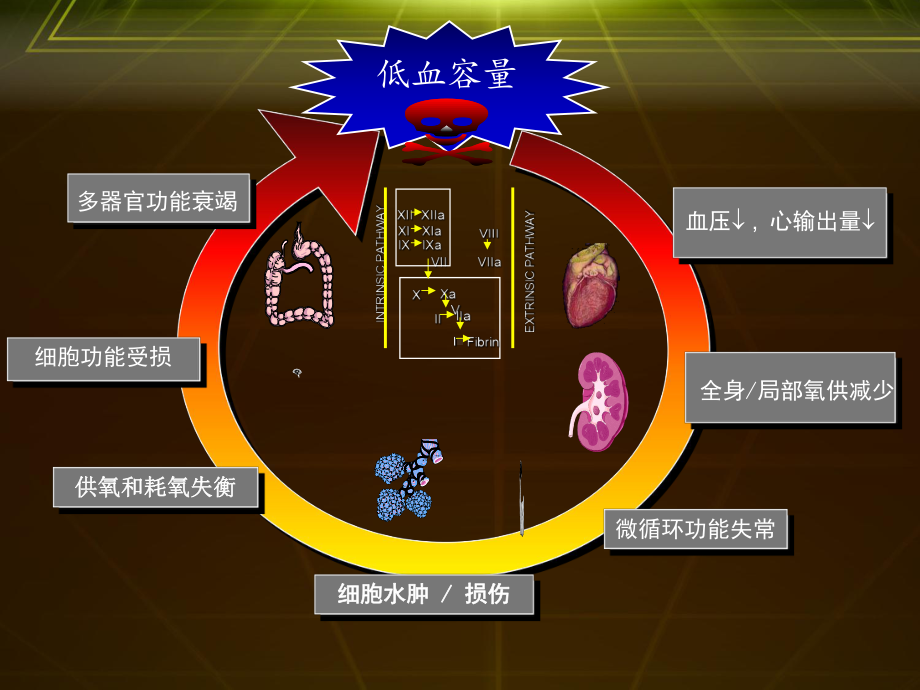 羟乙基淀粉发展史课件.ppt_第3页