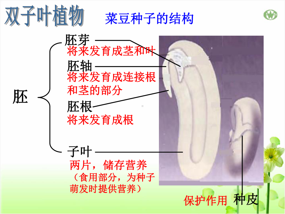 裸子植物和被子植物讲解课件.ppt_第2页