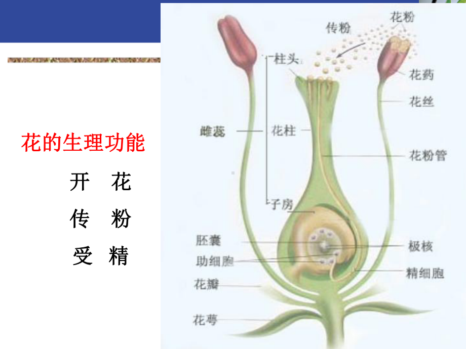 药用植物学第二章器官花课件.ppt_第3页