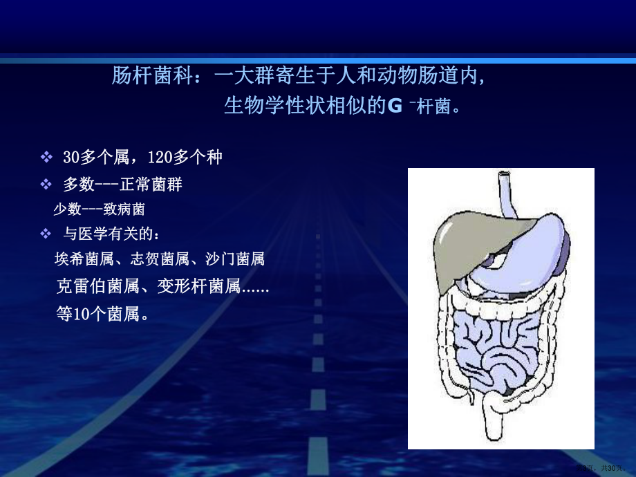 肠道杆菌课件2.ppt_第3页