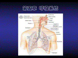 解剖生理学呼吸系统-ppt课件.ppt