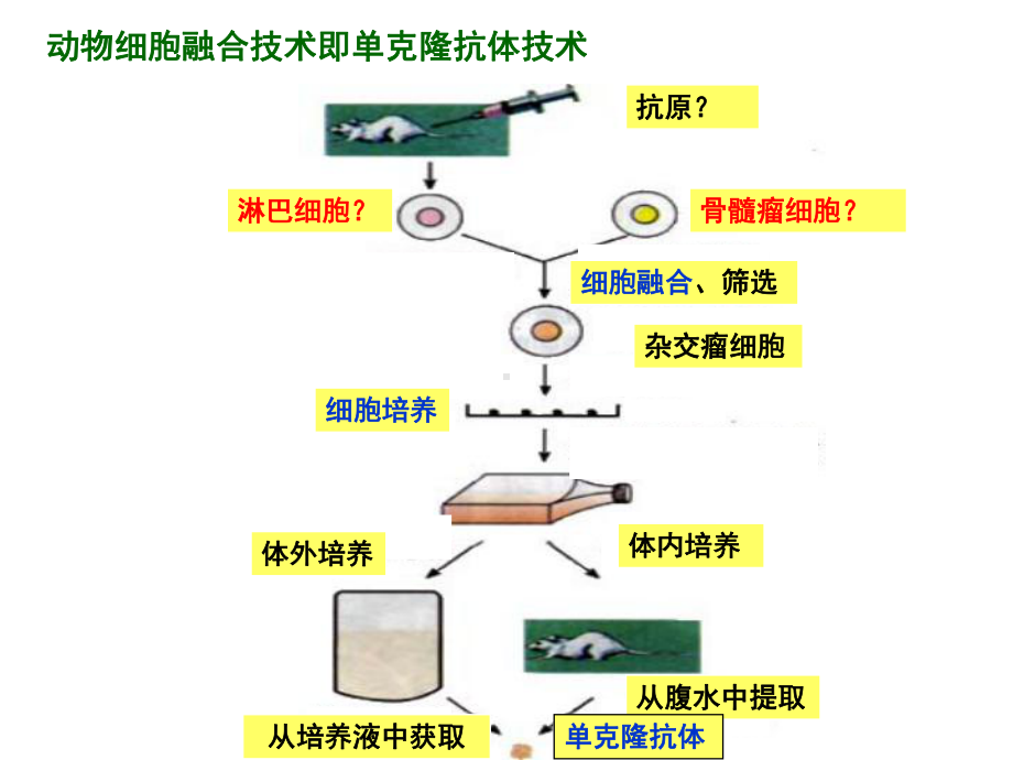 细胞生物学第二节课课件.ppt_第3页