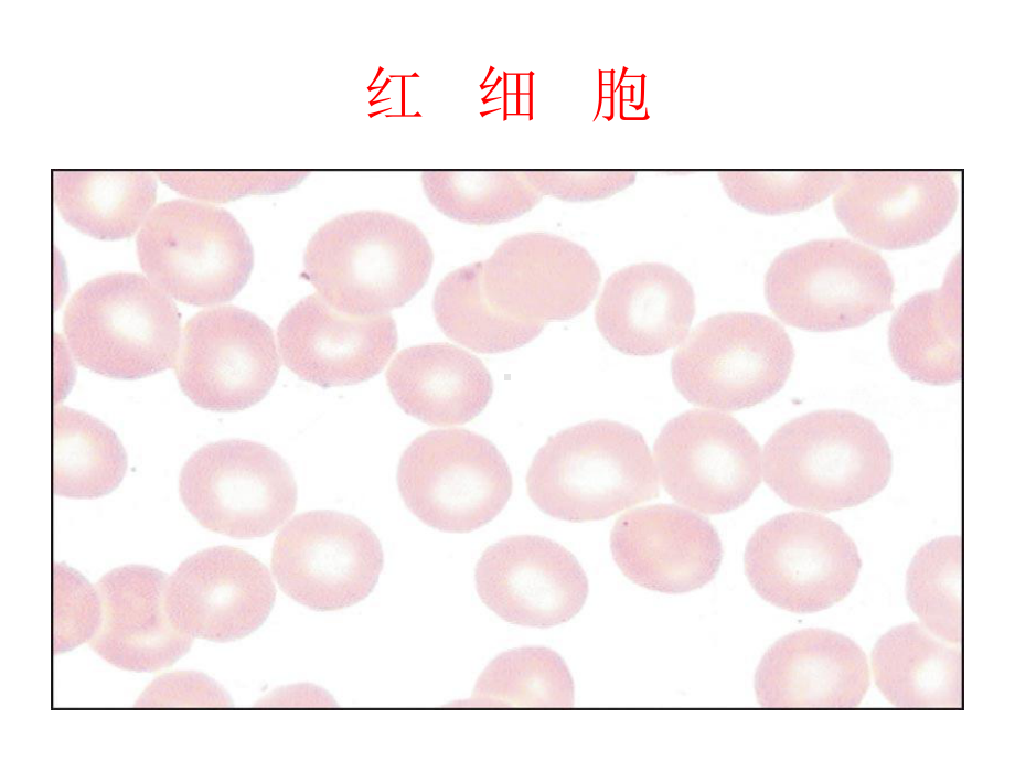 血液生理知识课件.ppt_第2页