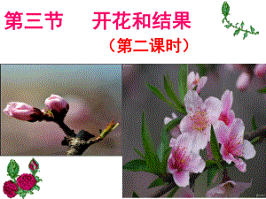 开花和结果时课件.ppt