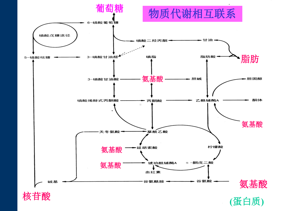 代谢调节(Metabolicregulation)课件.ppt_第2页