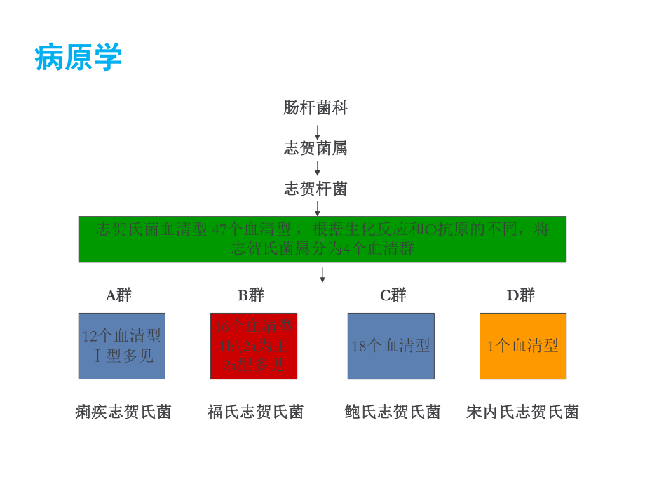 细菌性痢疾课件(同名(1)).ppt_第3页