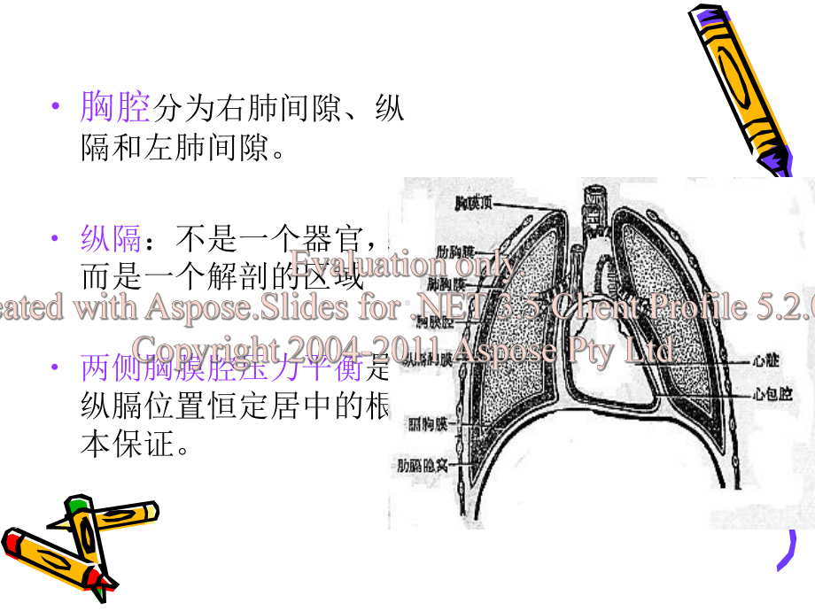 肋骨骨折气胸血病胸人的护理课件.ppt_第3页