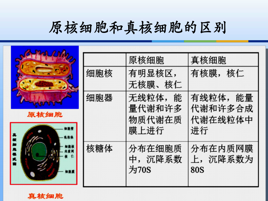 微生物的形态和分类课件.ppt_第3页