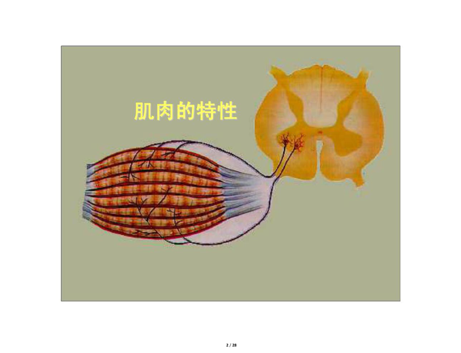 运动生理学肌肉与运动课件.ppt_第2页