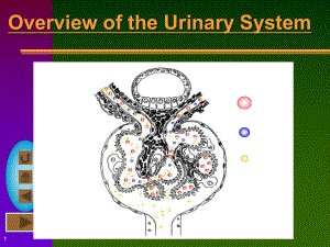 泌尿系统urinarysystem课件.ppt