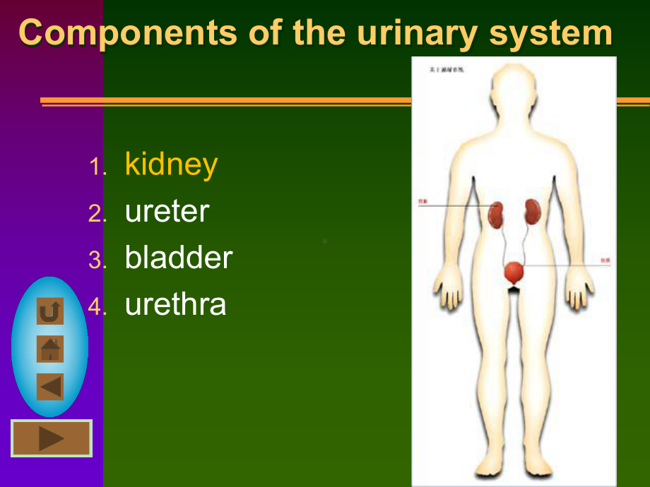 泌尿系统urinarysystem课件.ppt_第2页