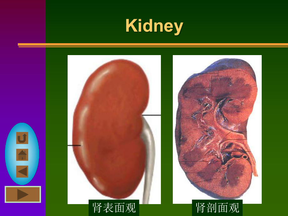 泌尿系统urinarysystem课件.ppt_第3页