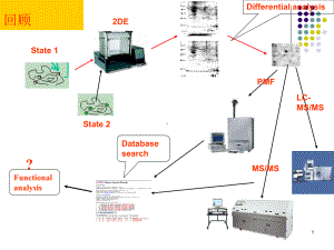 电泳图谱的图像分析及蛋白质消化技术课件.ppt