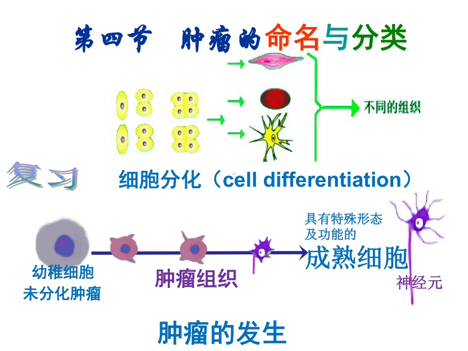 肿瘤(2命名分类生长与扩散)课件.ppt_第1页