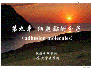 细胞黏附分子(adhesionmolecules)综述课件.ppt