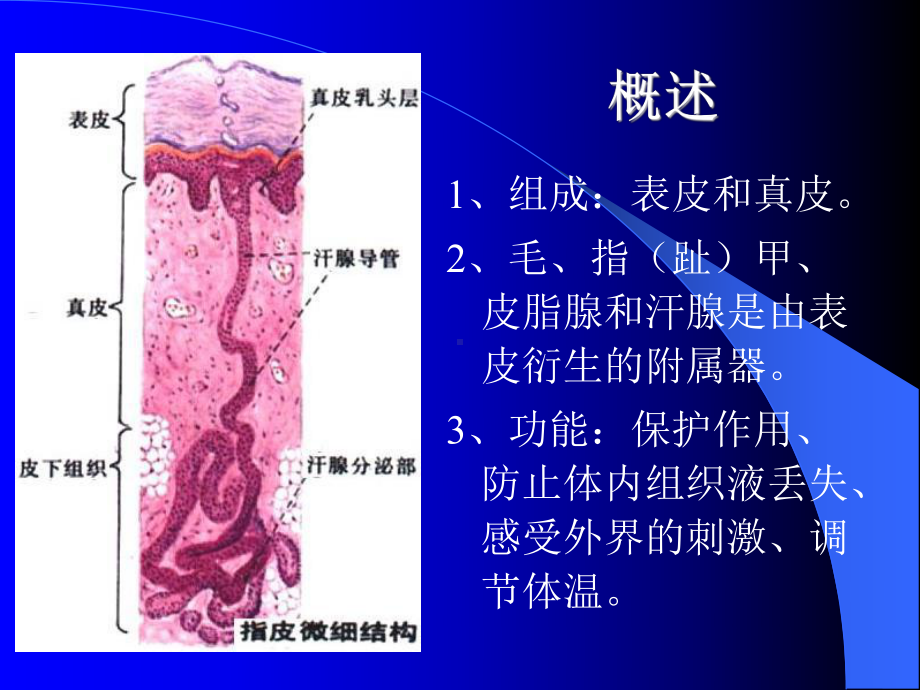 皮肤五年制课件.ppt_第2页