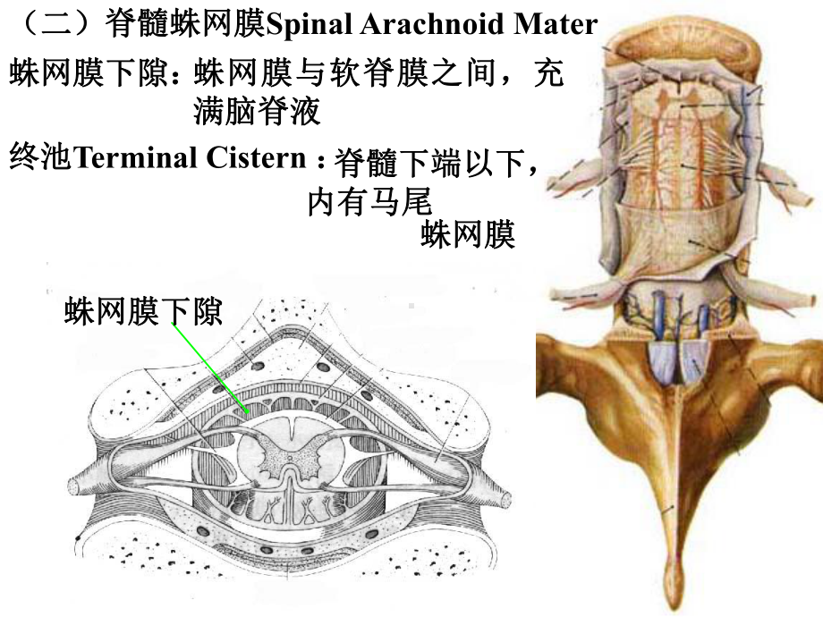 脑膜、脑血管解剖图精选课件.ppt_第3页