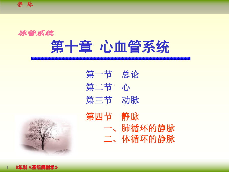 系统解剖学114静脉(医学课件).ppt_第1页