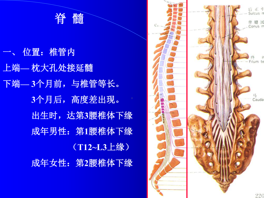 脊髓外形及灰质核团神经解剖学讲稿课件.ppt_第1页