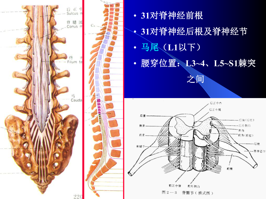 脊髓外形及灰质核团神经解剖学讲稿课件.ppt_第3页