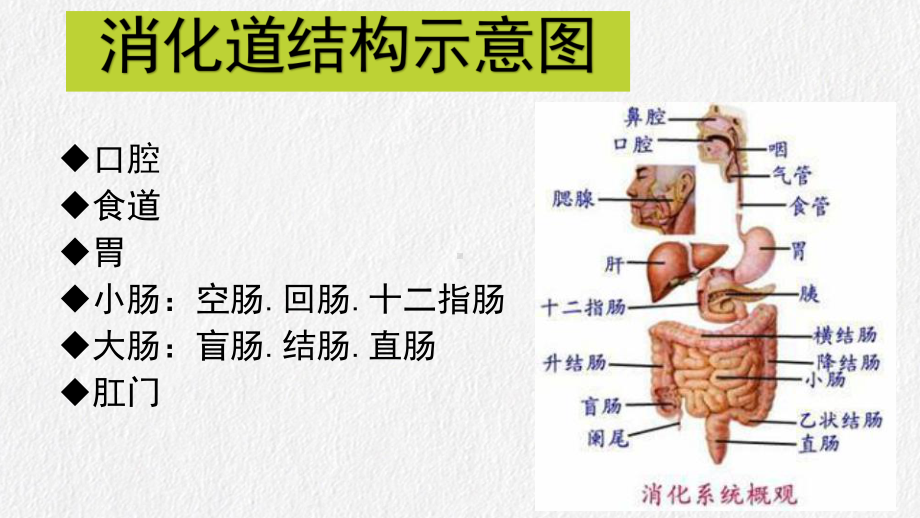 肠造口护理技术课件.pptx_第3页