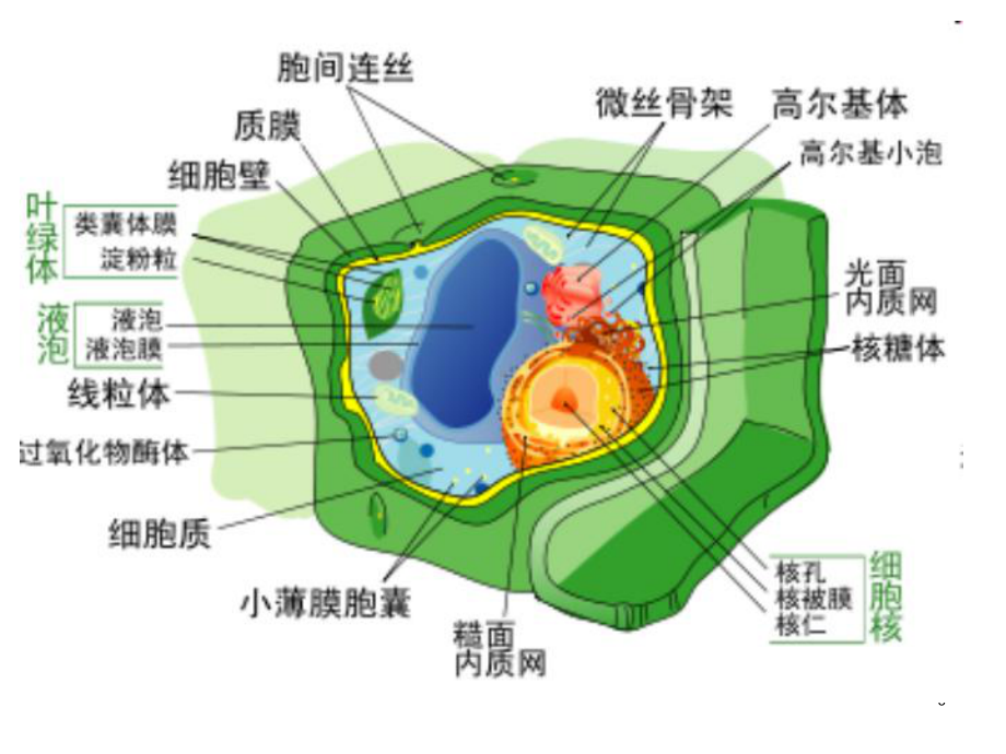 细胞质和遗传课件.ppt_第3页