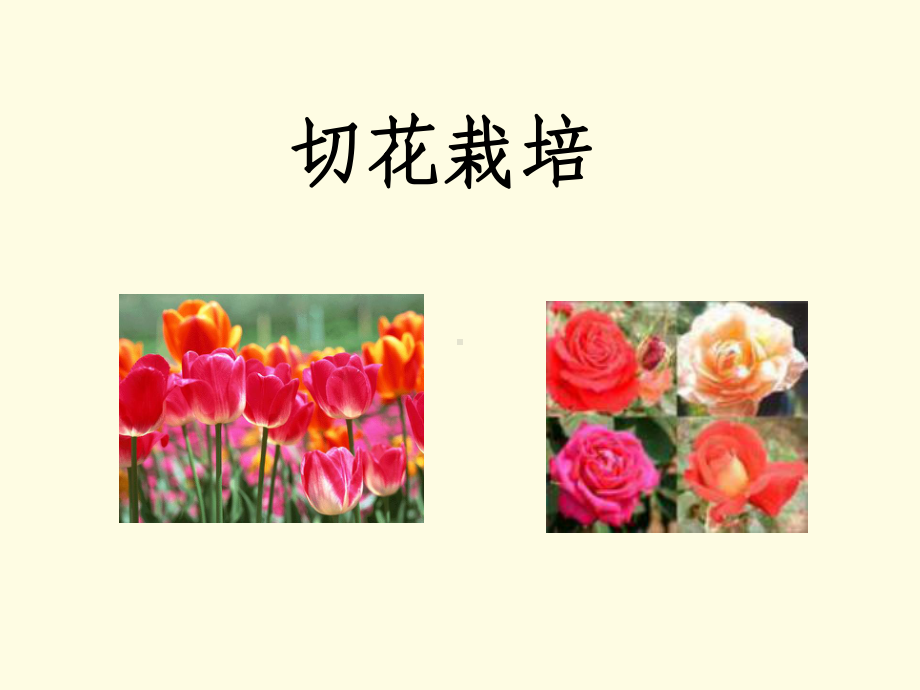 精编切花栽培课件.ppt_第1页