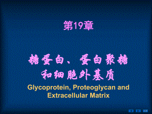 糖蛋白、蛋白聚糖和细胞外基质课件.ppt