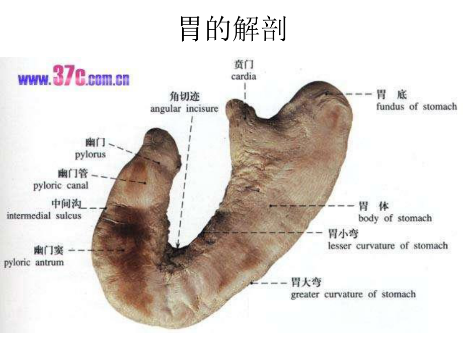 胃癌的护理查房具体措施和操作课件.ppt_第3页