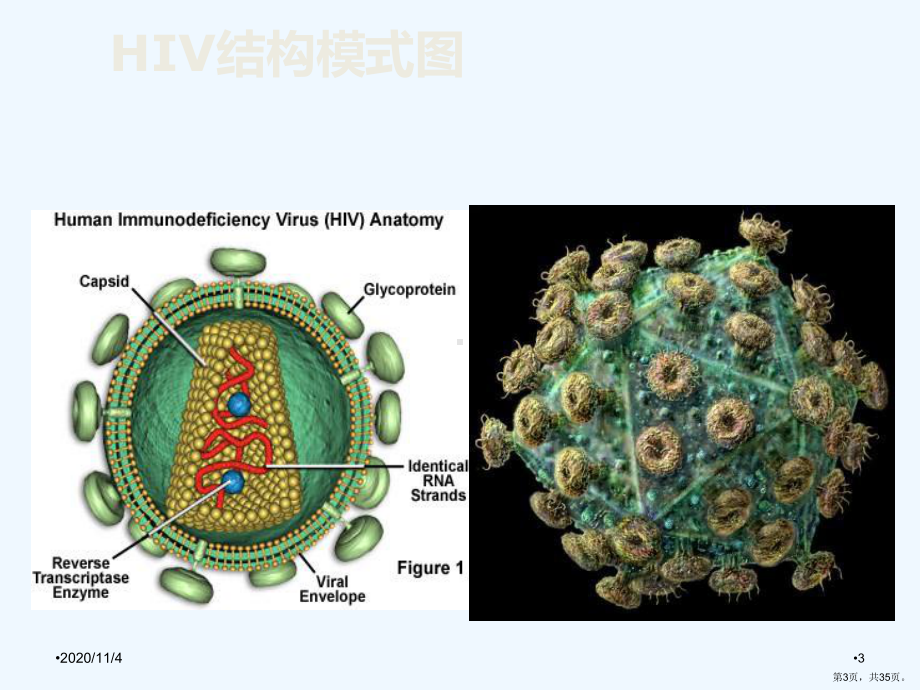 艾滋病病毒研究现状课件.ppt_第3页