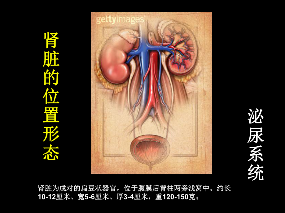 糖尿病肾病的诊断与治疗(教学)课件.ppt_第2页