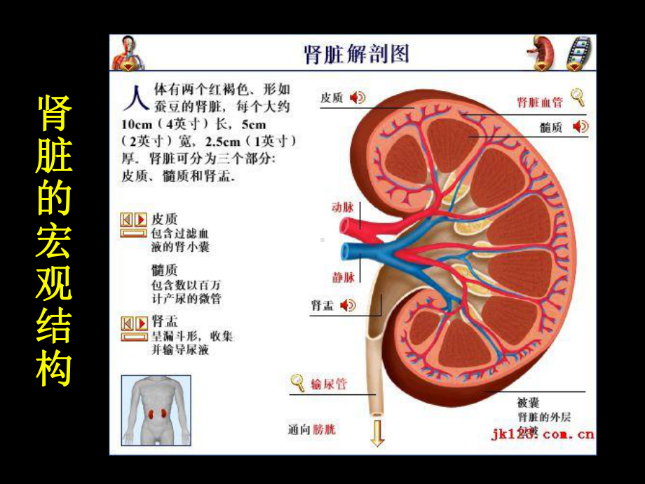 糖尿病肾病的诊断与治疗(教学)课件.ppt_第3页