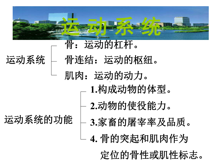 运动系统骨与骨连接课件.ppt_第2页