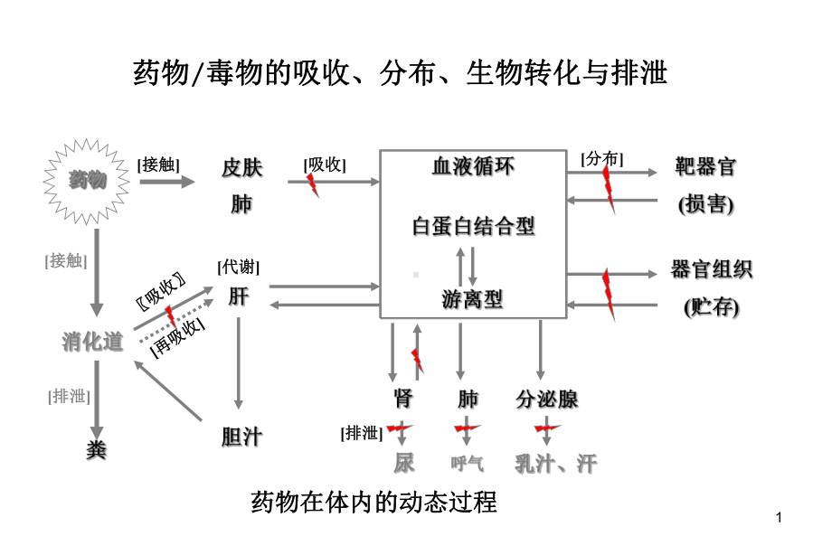 药物毒物的吸收、分布、生物转化与排泄课件.ppt_第1页