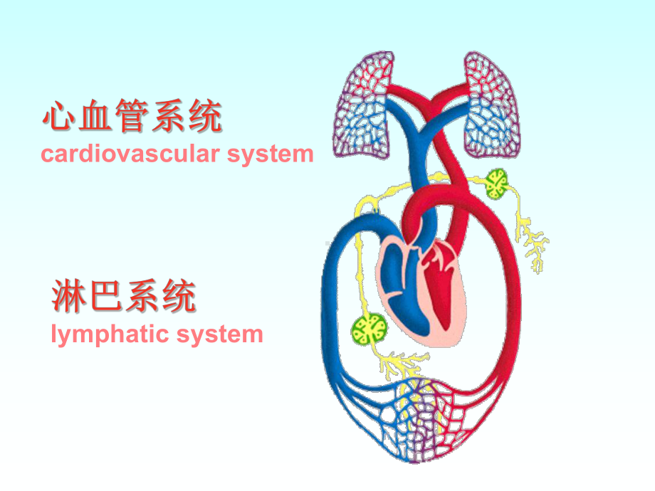 系统解剖—心血管系统心课件.ppt_第3页