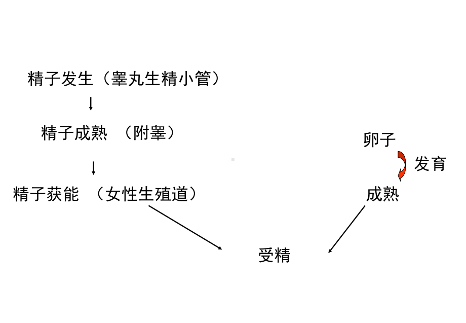 胚胎学生殖细胞和受精课件.ppt_第3页