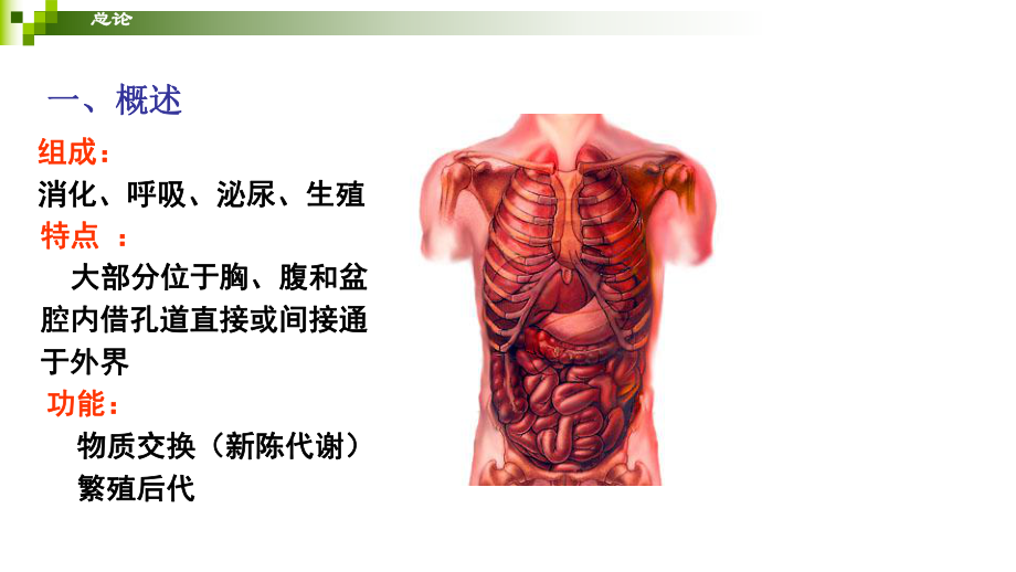 解剖学基础第三章消化系统课件.ppt_第3页