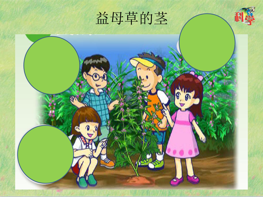 粤教版《植物的茎》课件1.pptx_第2页