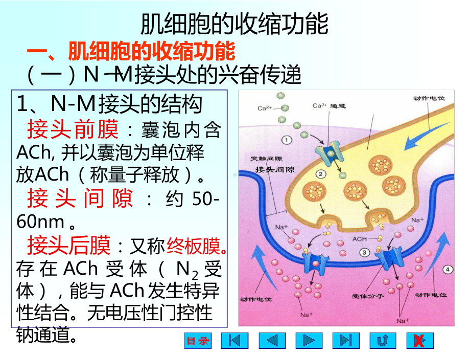 肌肉细胞的收缩机制课件.ppt_第2页