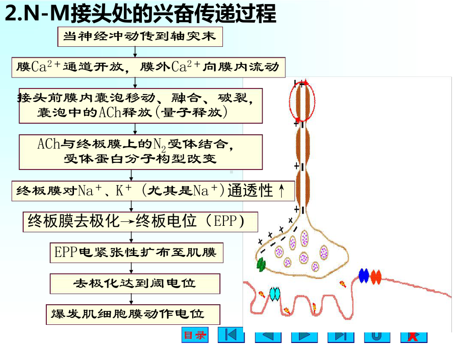 肌肉细胞的收缩机制课件.ppt_第3页